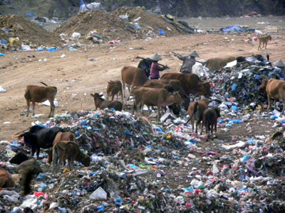 Chăn thả gia súc trong bãi rác Tân Lang: Ẩn họa từ mầm bệnh khổng lồ