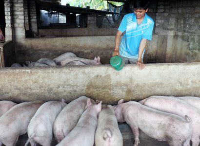 Bí thư đoàn làm kinh tế giỏi