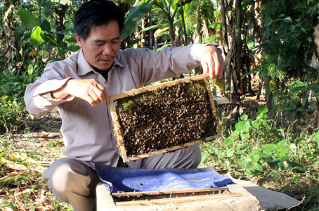 Ông Bắt làm giàu từ ong