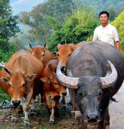 Anh Mao làm giàu nhờ  chăn nuôi gia súc