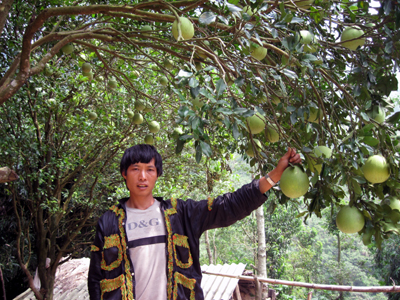 Làm giàu trên mảnh đất quê hương