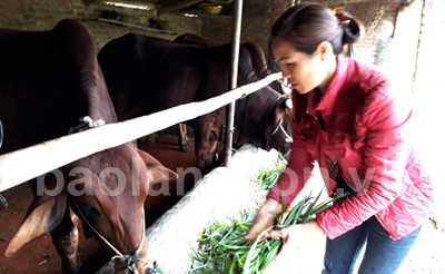 Phát triển kinh tế từ chăn nuôi