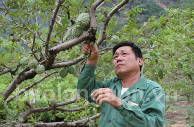 “Sao Thần nông” xứ Lạng