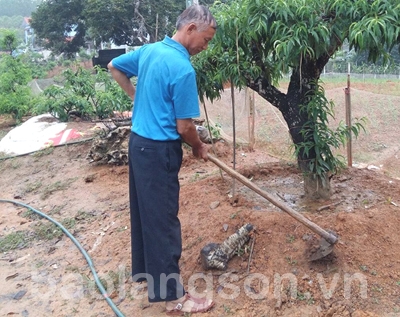 Bác Mỳ làm giàu từ trồng đào cảnh