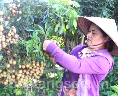 Chị Son làm kinh tế giỏi