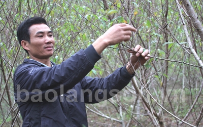 Người nông dân năng động phát triển kinh tế