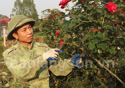 Khởi nghiệp từ đam mê hoa hồng ngoại