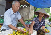 Ông Lập làm giàu từ cây quýt