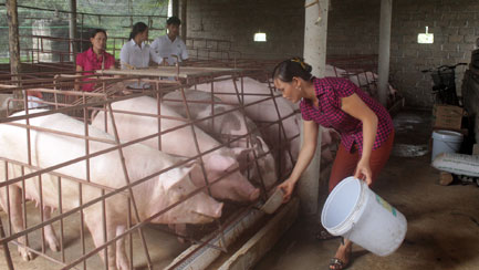 Chị Viên làm giàu từ chăn nuôi