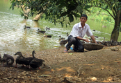 Ông Lai “vịt trời”