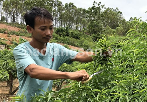 Làm giàu từ đào thế