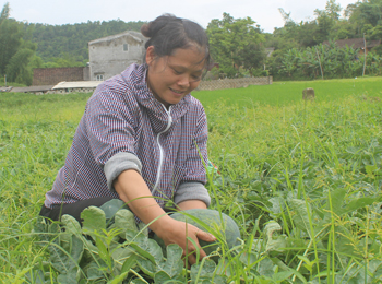 Văn Quan: Tăng thu nhập từ chuyển cây trồng