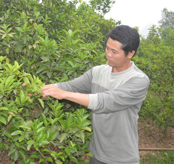 Để đồi hoang sinh trái ngọt