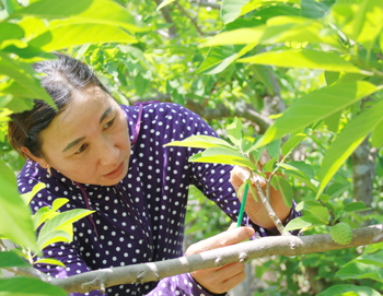 Làm giàu từ trồng cây ăn quả