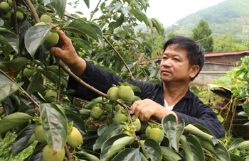 Người có duyên với cây hồng không hạt Bảo Lâm