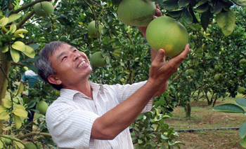 Ông Lai làm giàu từ cây ăn quả