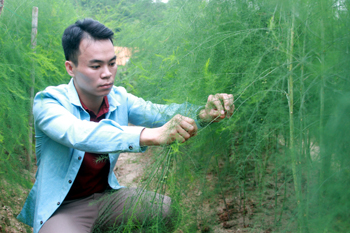 Làm giàu từ trồng măng tây