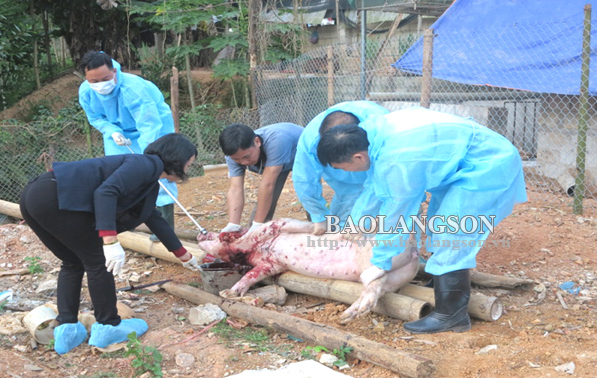 Thực hư tình hình lợn chết bất thường tại Lạng Sơn