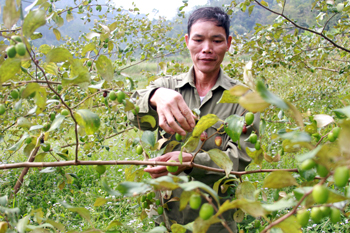 Cựu chiến binh năng động phát triển kinh tế