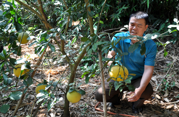 Hộ nông dân điển hình làm kinh tế giỏi