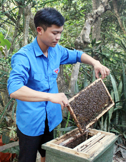 “Chú ong” kiên trì