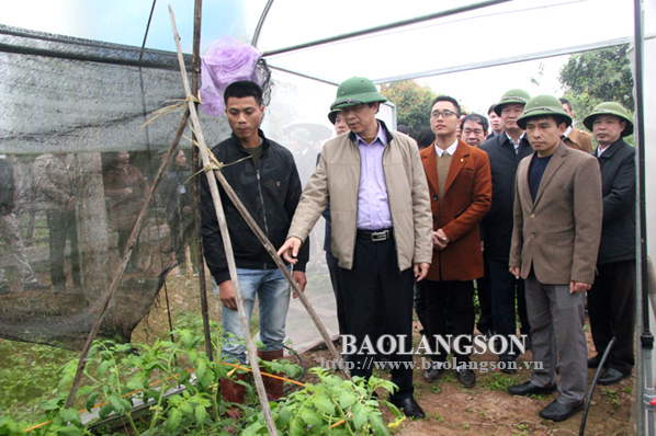 Chủ tịch UBND tỉnh Lạng Sơn kiểm tra dự án sản xuất rau an toàn tại Cao Lộc