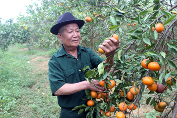 Cựu chiến binh năng động phát triển kinh tế