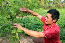 Người nông dân làm giàu từ cây ăn quả