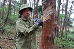 Hội viên nông dân năng động