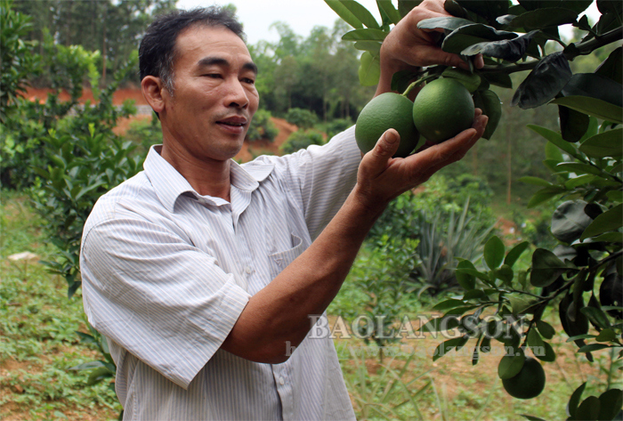 Hội viên nông dân làm kinh tế giỏi