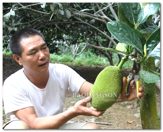 Ông Nam làm giàu từ trồng cây ăn quả