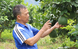 Cựu thanh niên xung phong làm kinh tế giỏi