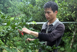 Đoàn viên làm giàu từ trồng cây ăn quả