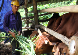 Đảng viên làm kinh tế giỏi