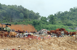 Tiếp diễn tình trạng chăn thả bò tại bãi rác Tân Lang: Tiềm ẩn nguy cơ lây lan dịch bệnh