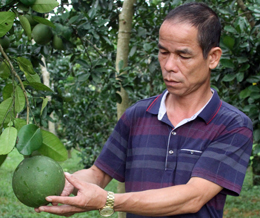 Lão nông làm kinh tế giỏi