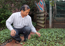 Người đưa cây đào chuông “từ rừng xuống phố“