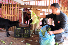 Học Bác tinh thần lao động hăng say