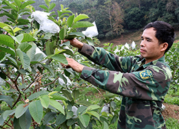 Hội viên nông dân làm kinh tế giỏi