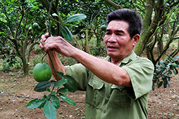 Cựu thanh niên xung phong năng động phát triển kinh tế