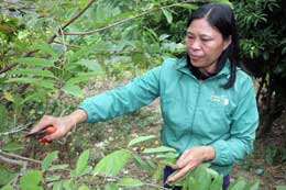 Chi hội trưởng Hội Nông dân làm kinh tế giỏi