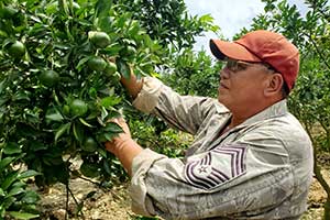 Nhà nông làm giàu từ trồng cam