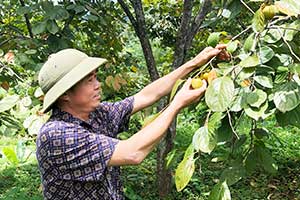 Người nông dân dám nghĩ, dám làm