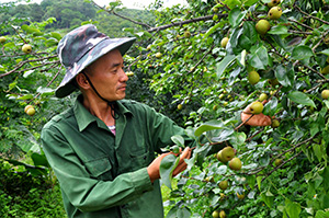 Anh Buốn làm giàu từ mô hình trồng cây ăn quả