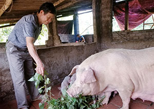 Cựu thanh niên xung phong vượt khó làm giàu