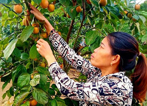 Hội viên nông dân vượt khó làm giàu