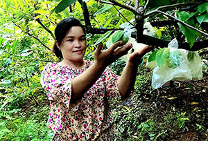 Nhà nông làm giàu từ vườn cây ăn quả