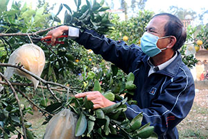 Hội viên nông dân làm kinh tế giỏi