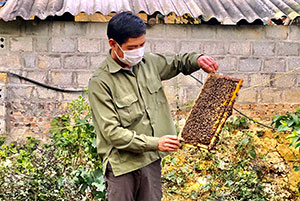 Người nông dân làm giàu từ nuôi ong lấy mật