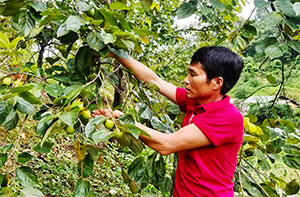 Làm giàu từ trồng cây ăn quả